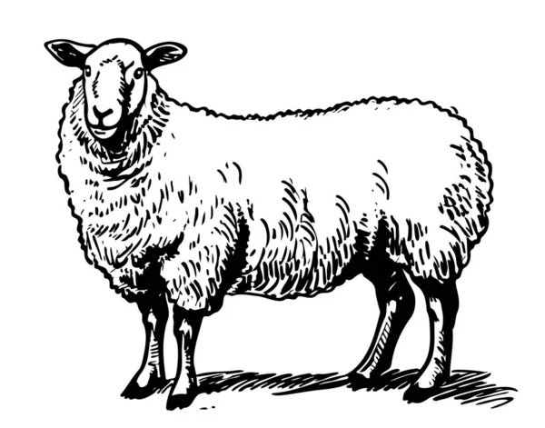Χαριτωμένο Πρόβατο Αναπαραγωγής Σκίτσο Χέρι Που Στην Εικόνα Στυλ Doodle — Διανυσματικό Αρχείο