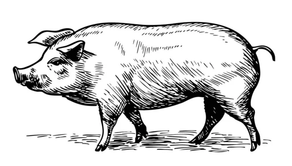 Dibujo Dibujado Mano Cerdo Grande Ilustración Agricultura — Archivo Imágenes Vectoriales
