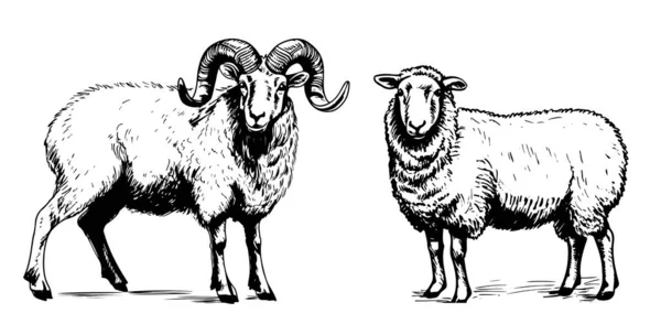 Πρόβατα Και Ram Χέρι Σκίτσο Αναπαραγωγής Που Doodle Στυλ Εικονογράφηση — Διανυσματικό Αρχείο
