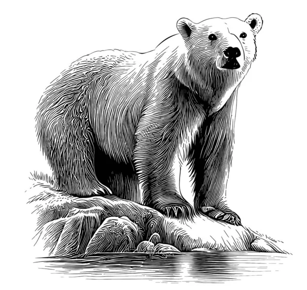 White Polar Urso Esboço Mão Desenhada Doodle Estilo Ilustração —  Vetores de Stock