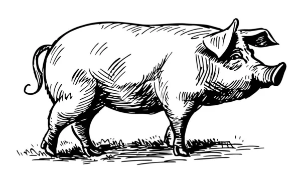 Fazenda Porco Esboço Mão Desenhada Doodle Estilo Ilustração — Vetor de Stock