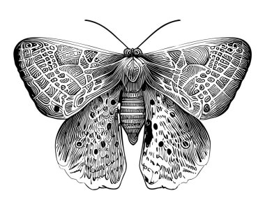 Karalama stilinde çizilmiş güve böceği el çizimi