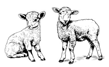 Cute lamb sketch hand drawn in doodle style Farming illustration clipart
