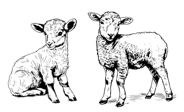 Aranyos Bárány Vázlat Kéz Rajzolt Firka Stílusban Gazdaság Illusztráció — Stock Vector