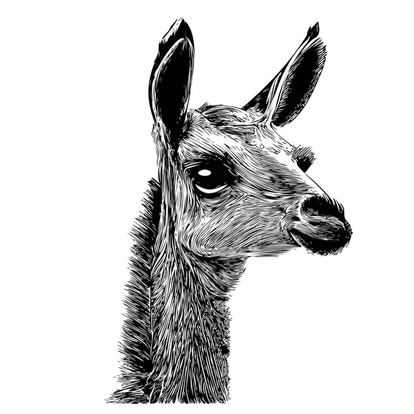 Lama Hoofd Schets Hand Getekend Doodle Stijl Illustratie — Stockvector