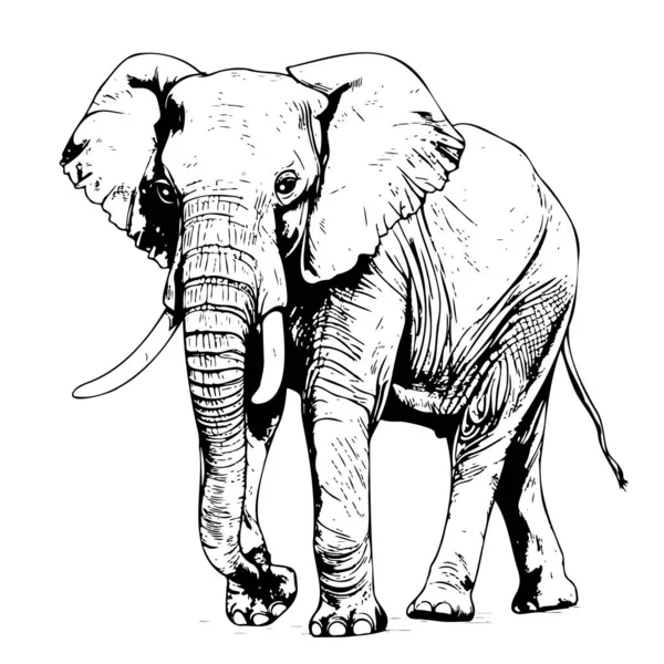 Elephant Schets Hand Getekend Doodle Stijl Vector Illustratie Wilde Dieren — Stockvector