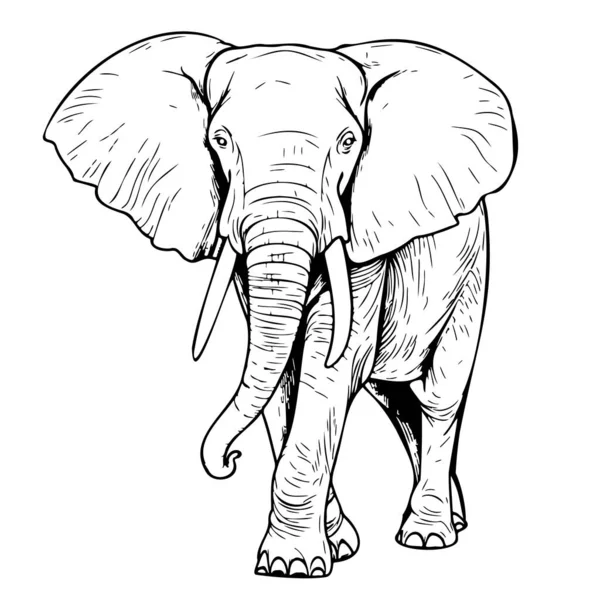 Elefante Caminando Boceto Dibujado Mano Estilo Garabato Ilustración — Vector de stock