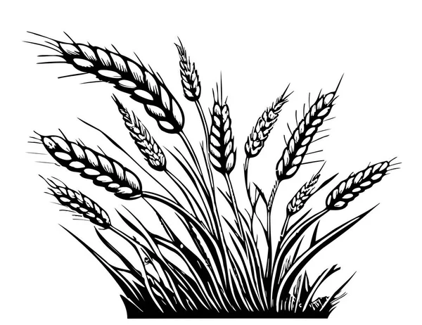 小麦手描きスケッチフィールドベクトルイラスト — ストックベクタ