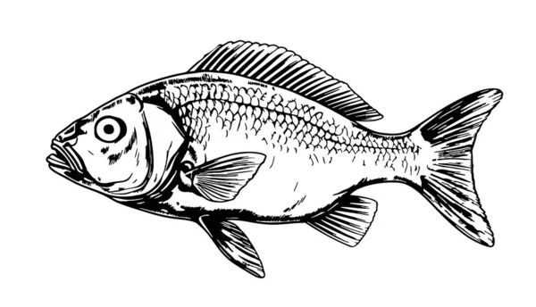 Ritratto Pesce Schizzo Disegnato Mano Stile Realistico Illustrazione — Vettoriale Stock