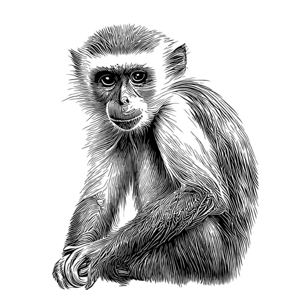 Ilustração Vetorial. Desenho Realista Desenhado à Mão De Um Orangotango  Macaco Ilustração do Vetor - Ilustração de cabelo, desenho: 219073170