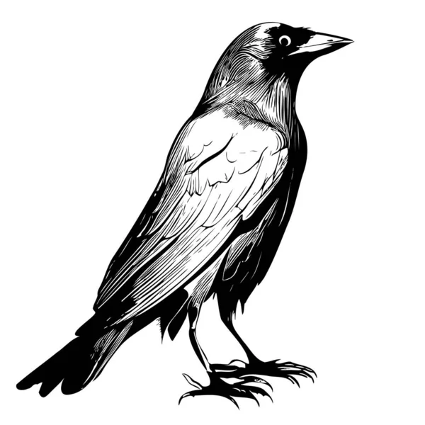 Crow Bird Croquis Dessiné Main Dans Une Illustration Style Doodle — Image vectorielle