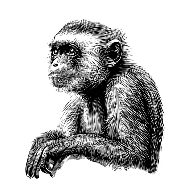 Grazioso Cappuccino Scimmia Schizzo Disegnato Mano Stile Realistico — Vettoriale Stock