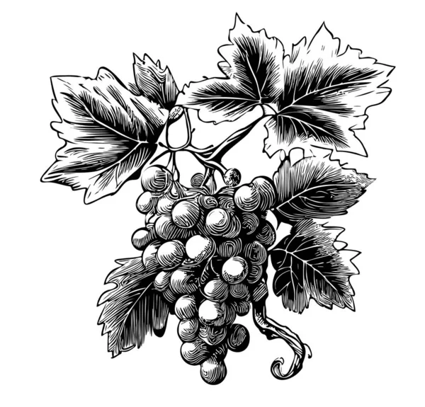 ドアスタイルで手描きのブドウのスケッチの束ベリーイラスト — ストックベクタ