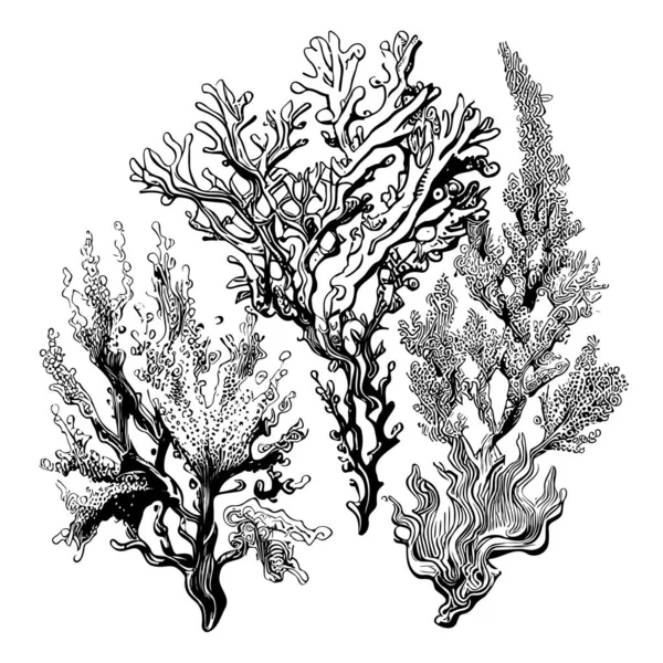 Korallen Skizzieren Handgezeichnete Zeichnungen Doodle Stil — Stockvektor