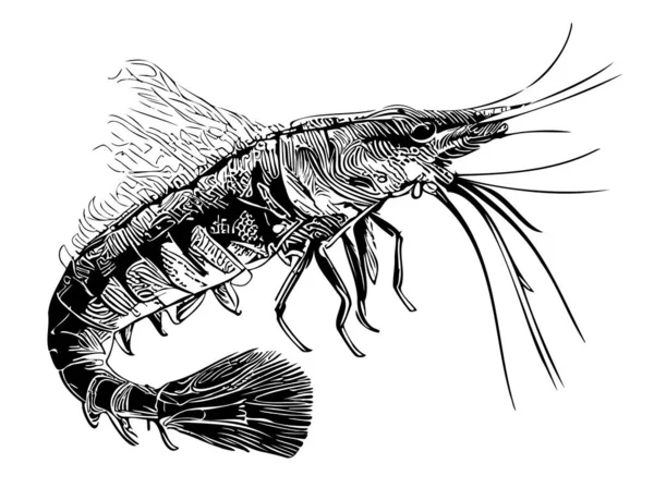 Shrimp Sea Sketch Hand Drawn Doodle Style Illustration — Stock Vector