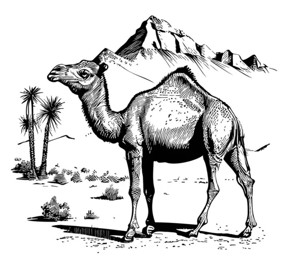Camel Desert Sketch Drawn Doodle Style Illustration — Stock Vector