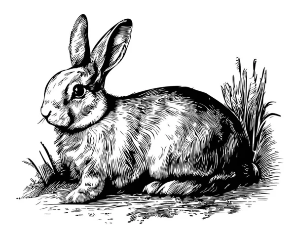 Conejo Conejo Sentado Bosquejo Hierba Dibujado Estilo Garabato Ilustración — Vector de stock