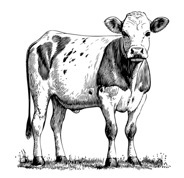 Kráva Tele Skica Ručně Kreslené Rytiny Styl Ilustrace — Stockový vektor