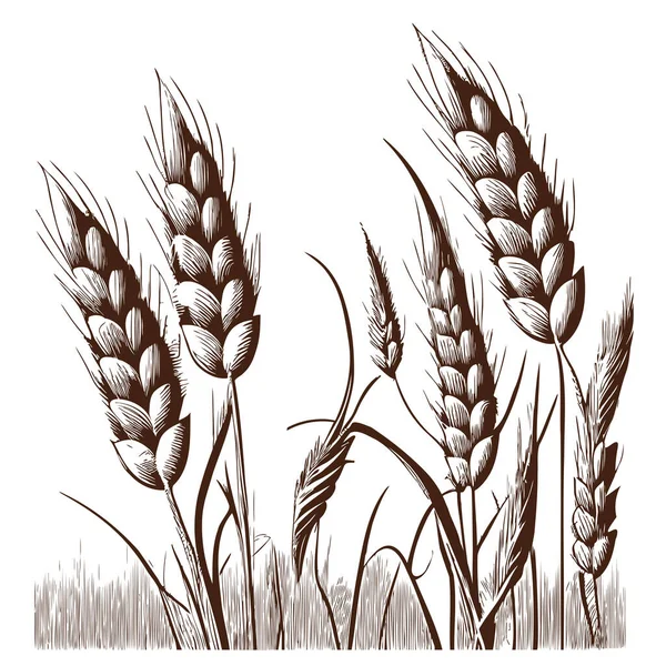 彫刻風のイラストで描かれた小麦のスケッチの手 — ストックベクタ
