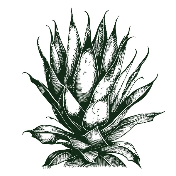 Planta Escarlata Boceto Dibujado Mano Grabado Estilo Ilustración — Vector de stock