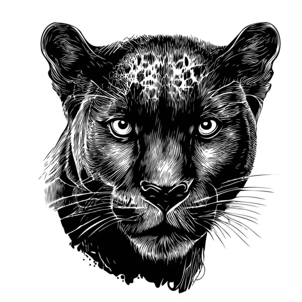 Panther Huvud Skiss Hand Ritad Skiss Vilda Djur Illustration — Stock vektor