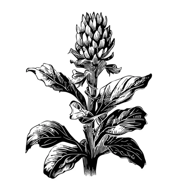 Gember Plant Schets Hand Getekend Doodle Stijl Illustratie — Stockvector