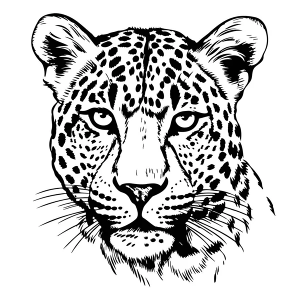 Bella Testa Leopardo Schizzo Disegnato Mano Illustrazione — Vettoriale Stock