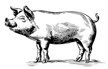 Grafik stili domuz yavrusu çiftçilik ve hayvancılık illüstrasyonu
