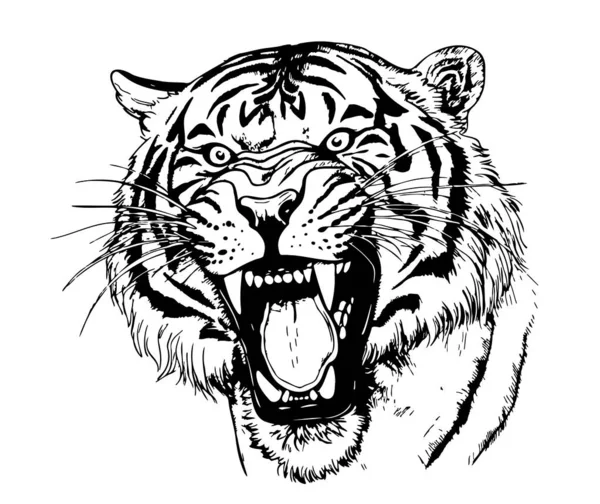 Tête Tigre Grognant Colère Dessin Main Illustration — Image vectorielle