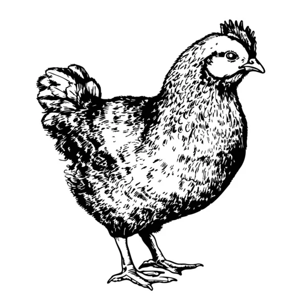 Hen Chicken Farm Sketch Hand Drawn Doodle Style Farming Vector — Stock Vector