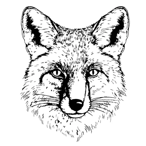 Όμορφη Αλεπού Κεφάλι Σκίτσο Χέρι Ζωγραφισμένα Εικόνα — Διανυσματικό Αρχείο