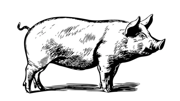 Cute Pig Graphic Style Farming Animal Husbandry Illustration — Stock Vector