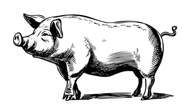 Pig Standing Graphic Style Farming Animal Husbandry Illustration — Stock Vector