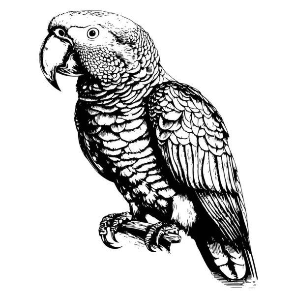 Beau Perroquet Assis Esquisse Dessinée Main Oiseau — Image vectorielle