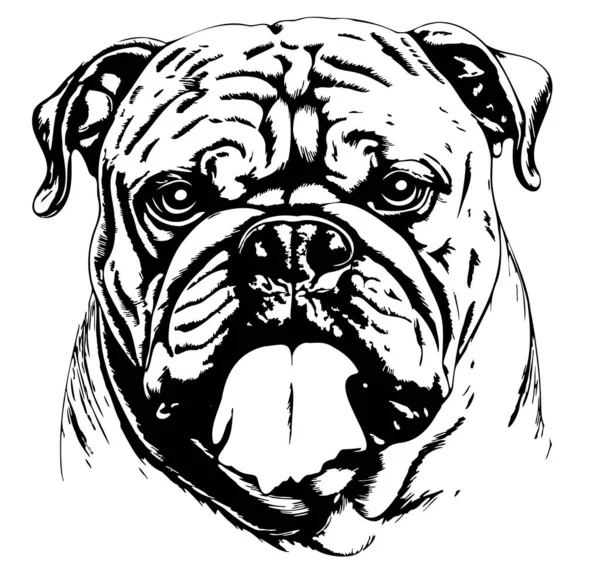 Bulldog Kafa Çizimi Vektör Illüstrasyon Evcil Hayvanı — Stok Vektör