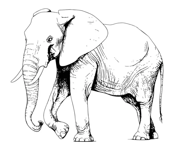 Grand Éléphant Marche Dessin Main Vectoriel — Image vectorielle