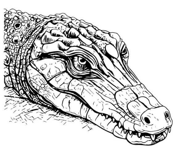クロコダイルフェイススケッチ手描きの爬虫類ベクター — ストックベクタ