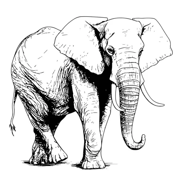 Слон Рука Ходьби Намальований Ескіз Вектор — стоковий вектор