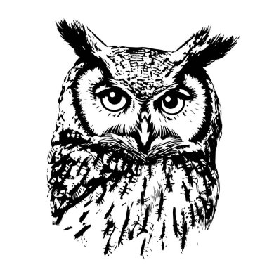 Owl face wild night bird hand drawn sketch Vector clipart
