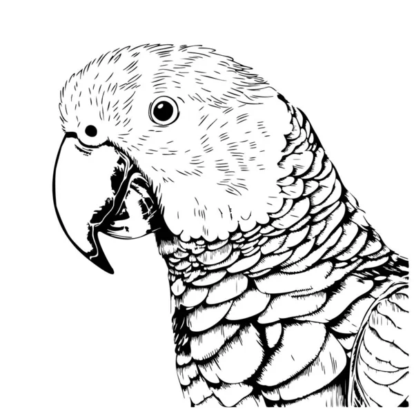 Bella Testa Pappagallo Disegnato Mano Schizzo Uccello Vettore — Vettoriale Stock