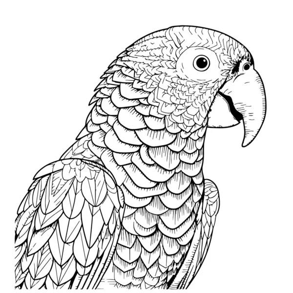 Beau Visage Perroquet Croquis Dessiné Main Illustration Vectorielle Oiseau Exotique — Image vectorielle