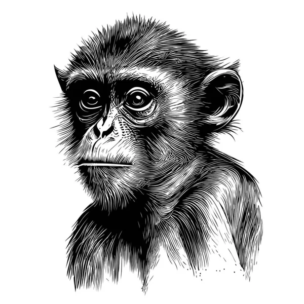 Cute Monkey Hand Drawn Sketch Wild Animals Illustration — Stock Vector