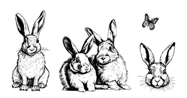 小兔子集手绘草图动物矢量图解 — 图库矢量图片