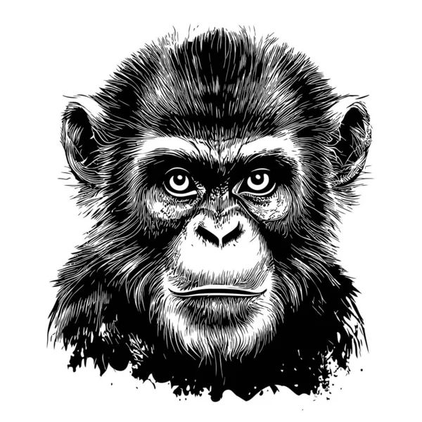 Orgulloso Mono Cara Dibujado Mano Bosquejo Animales Salvajes Ilustración — Archivo Imágenes Vectoriales