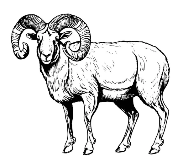 Πρόβατα Ram Αγρόκτημα Χέρι Σκίτσο Απεικόνιση Βοοειδή — Διανυσματικό Αρχείο