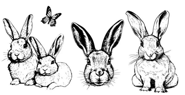 Conejo Conjunto Bosquejo Dibujado Mano Animales Granja — Archivo Imágenes Vectoriales