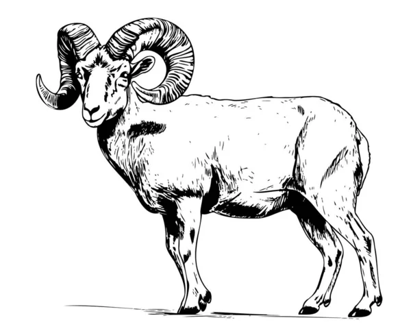 Ram Sheep Farm Kézzel Rajzolt Vázlat Illusztráció Szarvasmarha — Stock Vector