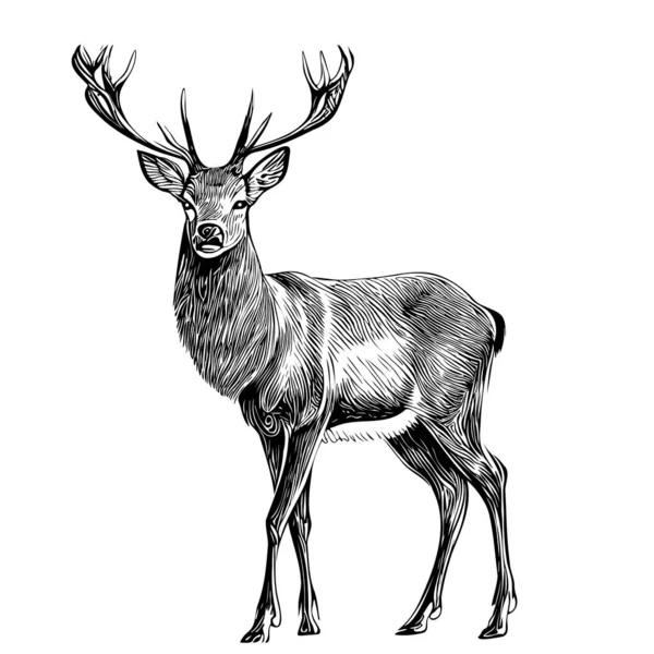 Cervo Animal Selvagem Esboço Mão Desenhada Ilustração — Vetor de Stock