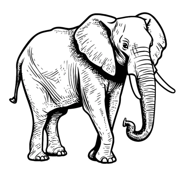 Indian Elephant Walking Hand Drawn Sketch Illustration — Stock Vector