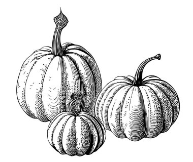 Pumpkins Retro Skeç El Çizimi Şükran Günü